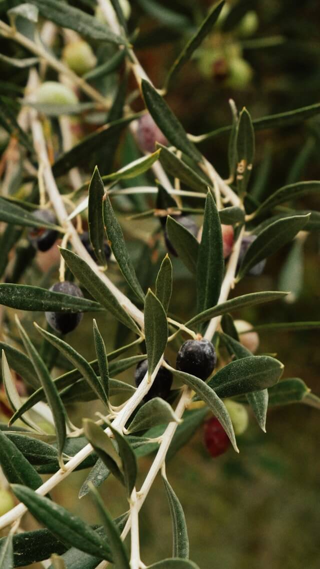 albero di olive